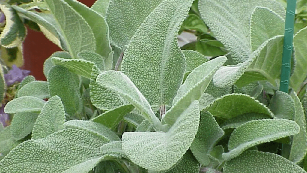Adaçayı (Salvia officinalis), ballıbabagiller (Lamiaceae) familyasına ait bir bitkidir.