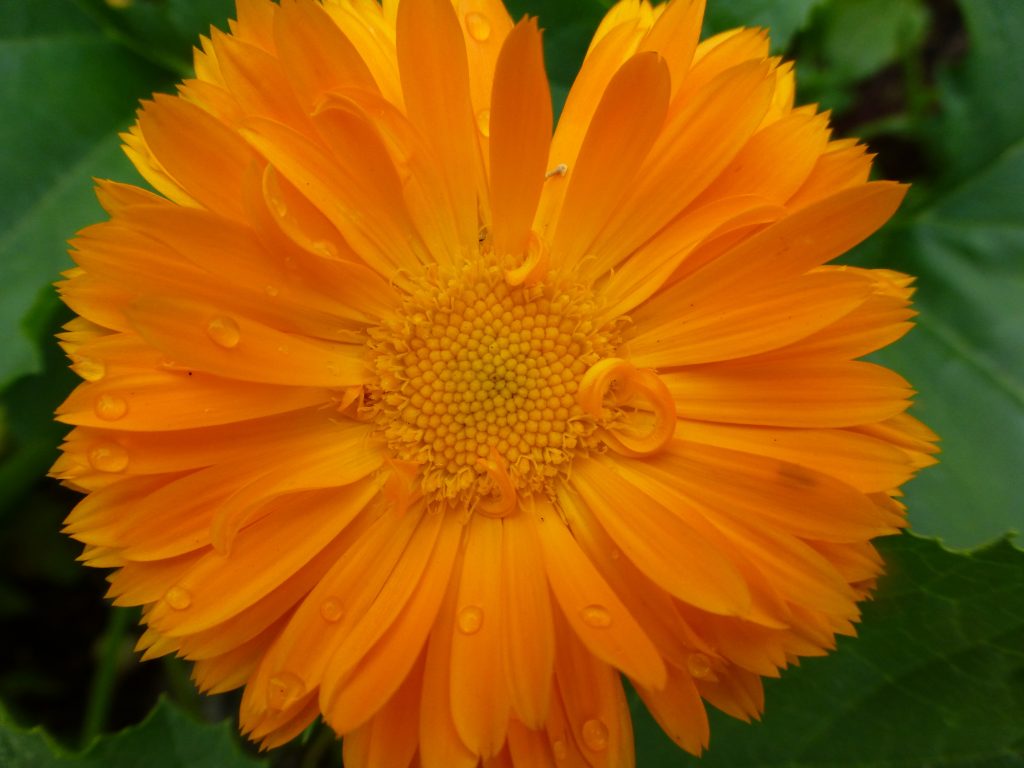 Aynısafa (Calendula officinalis), kadife çiçeği ailesine (Asteraceae) ait, bir yıllık otsu bir bitkidir.